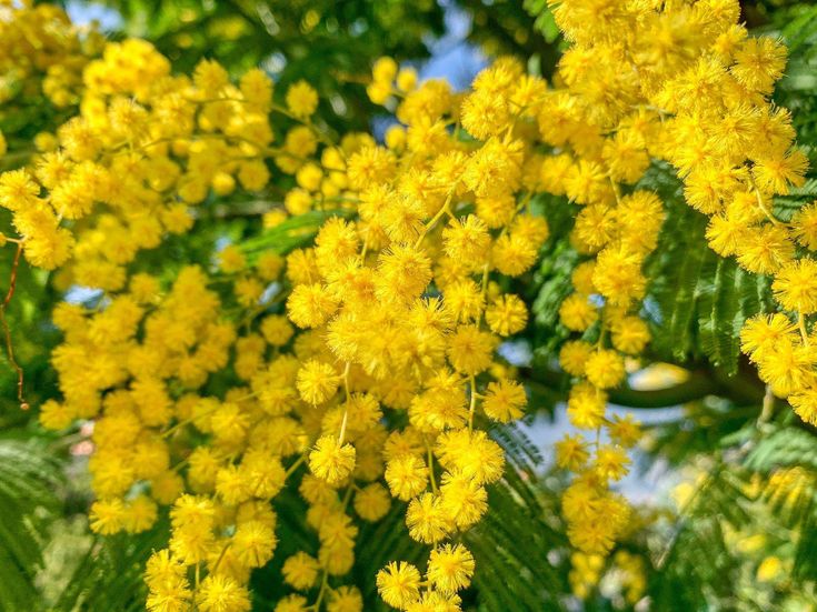 Mimose