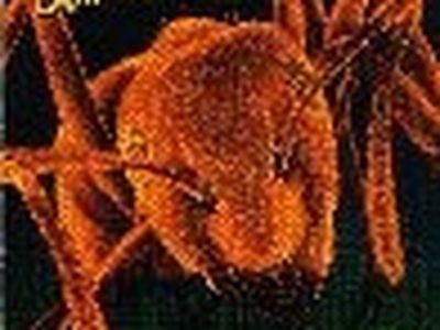 Concerti, Guano Apes: cancellata la data di Roma, posticipata quella di Milano