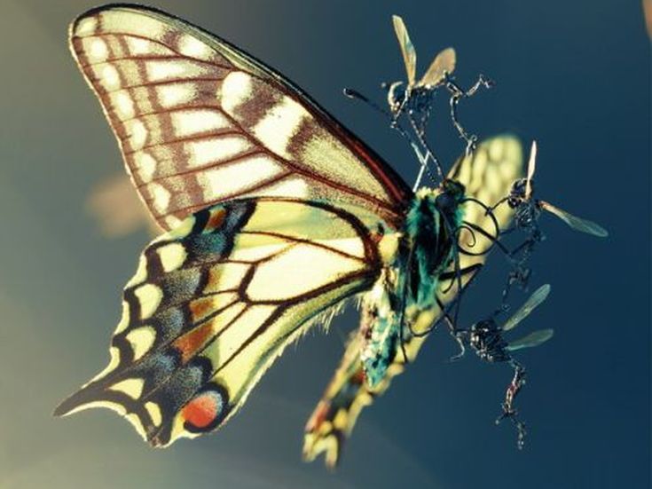 Tornano i Two Fingers, progetto hip-hop di Amon Tobin