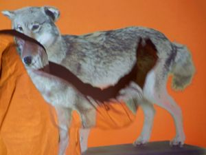 Concerti, Local Natives: si aggiunge una data in luglio 