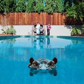 Sparks - HIPPOPOTAMUS