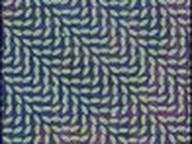 Animal Collective