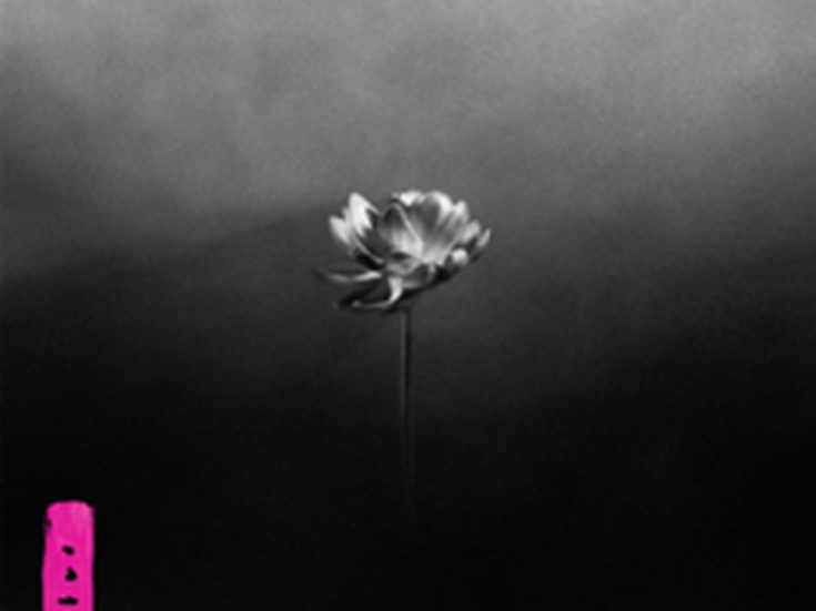 LOTUS Little Simz