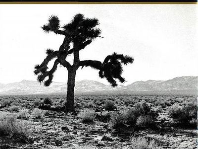 The Joshua Tree