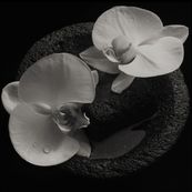 Mike Patton - CORPSE FLOWER