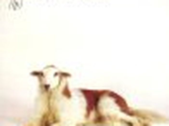 Londra, incidenti al concerto dei Simian