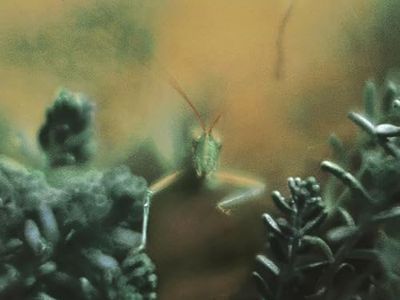 Steely Dan: dopo il Grammy il disco di platino