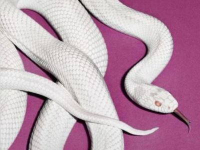 Deftones, iniziano a luglio i lavori al nuovo album