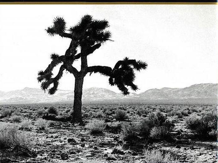 La storia di un albero chiamato Joshua e di una band irlandese La storia di un albero chiamato Joshua e di una band irlandese