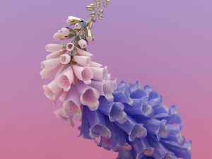 SKIN Flume