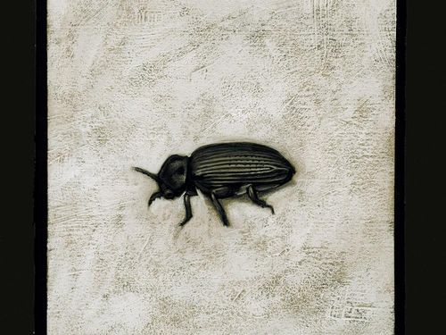 Sarà ‘L’insolita compilation’ la prima pubblicazione di Pippola Music