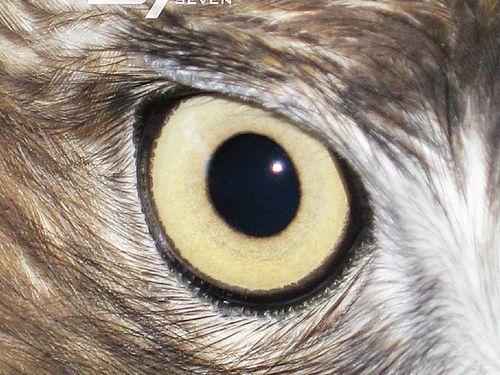 Tra i successi di vendite del 1999 ‘Black album’, ‘Appetite for destruction’ e ‘Dark side of the moon’