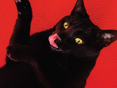 Ryan Adams: il nuovo album è online in streaming - ASCOLTA