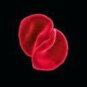 Peter Gabriel - SCRATCH MY BACK 