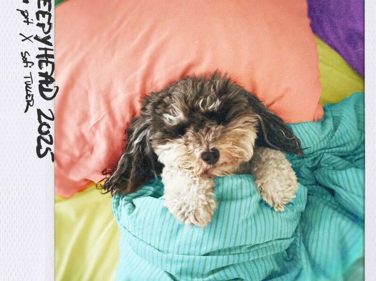 Passion Pit, ascolta in streaming l&apos;EP &apos;The constant conversations&apos; 