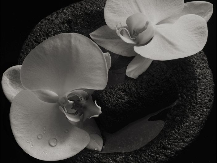 The Nevermen (Mike Patton, Tunde Adebimpe e Doseone) al debutto discografico - ASCOLTA