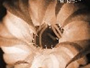 Un album di tributo ai Morphine con Concrete Blond, Tom Petersson e Les Claypool