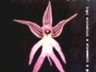 &apos;Area&apos; nuova in casa Fariselli