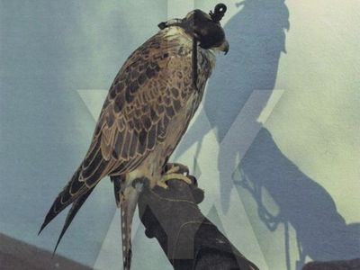 IceAge dal vivo al Rocket di Milano: il report del concerto