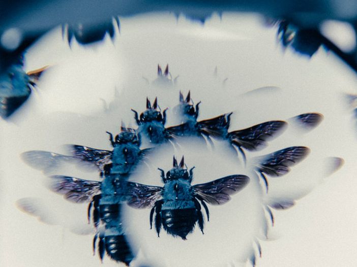 Chi sono i London Grammar, ospiti di &#039;Amici&#039;? La storia del trio - VIDEO