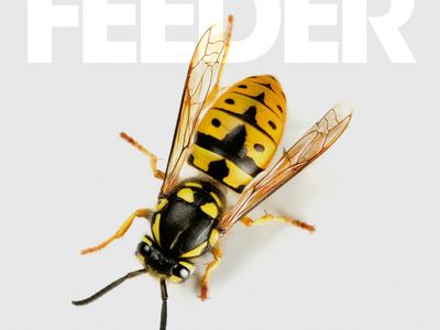 ALL BRIGHT ELECTRIC Feeder